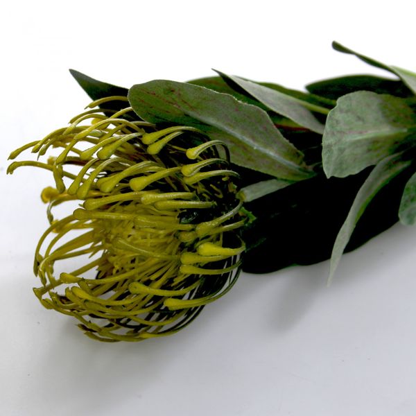 Green Banksia Thistle