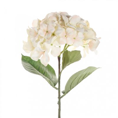 Single Cream Hydrangea