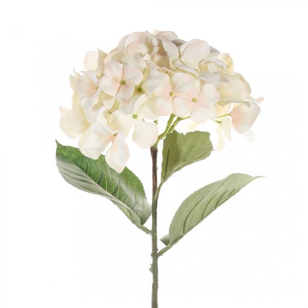 Single Cream Hydrangea