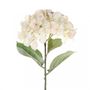 Single Cream Hydrangea