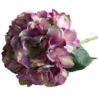 Antique Purple Hydrangeas