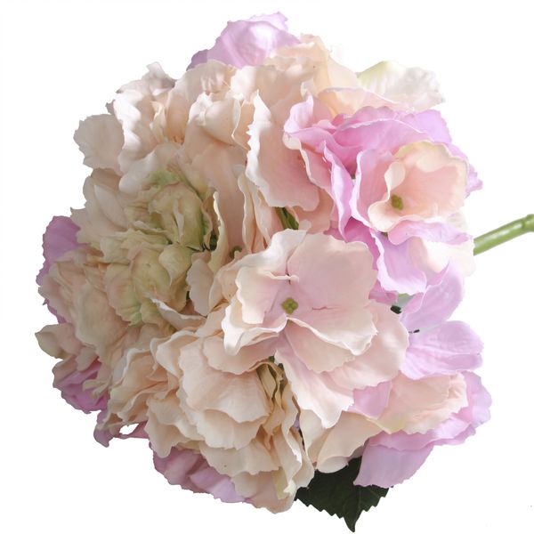 Blush Pink Hydrangea