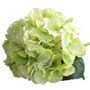 Dappled Green Short Stem Hydrangea