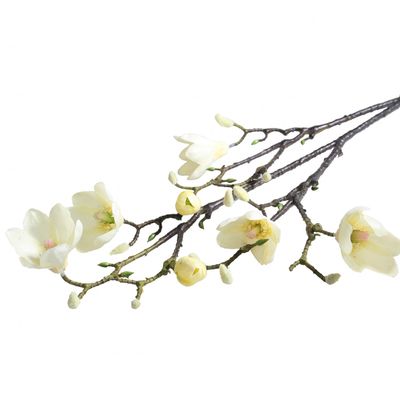 Magnolia Branch Detail