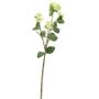 Viburnum Tinus Spray Green/White x 3 