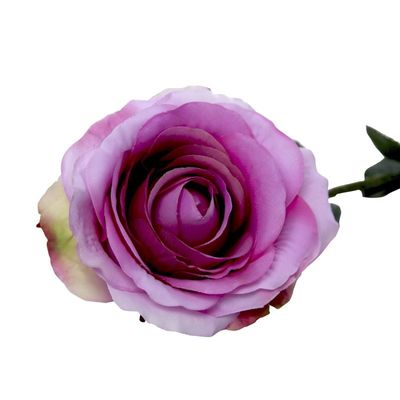 lavender Rose