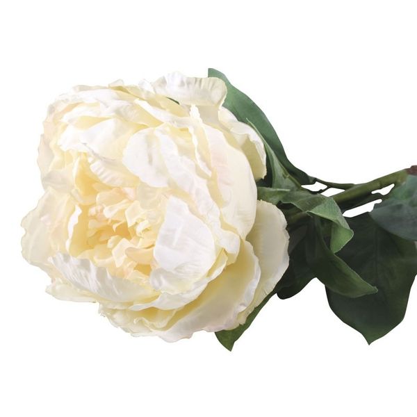 cream peony