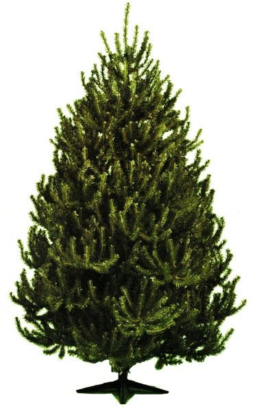 Norweigan Pine Christmas Tree