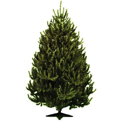Norweigan Pine Christmas Tree