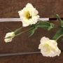 Cream Lisianthus