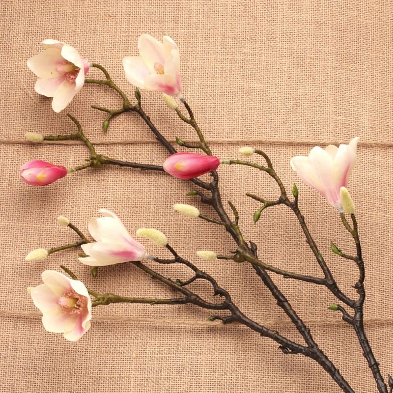 Magnolia