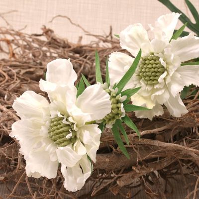 White Scabiosa