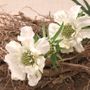 White Scabiosa