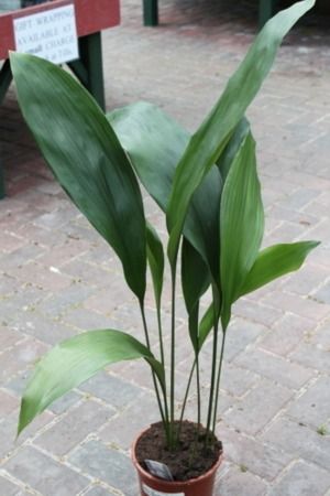 Aspidistra Elatior Cast Iron Plant 80cm Ggoip1 Garden Mall