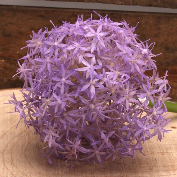 Alium Lavender