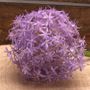 Alium Lavender