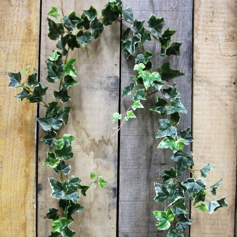 Ivy Bushes and Garlands