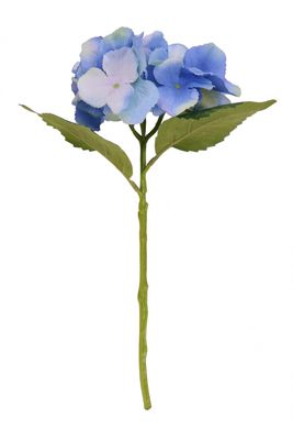 blue hydrangea