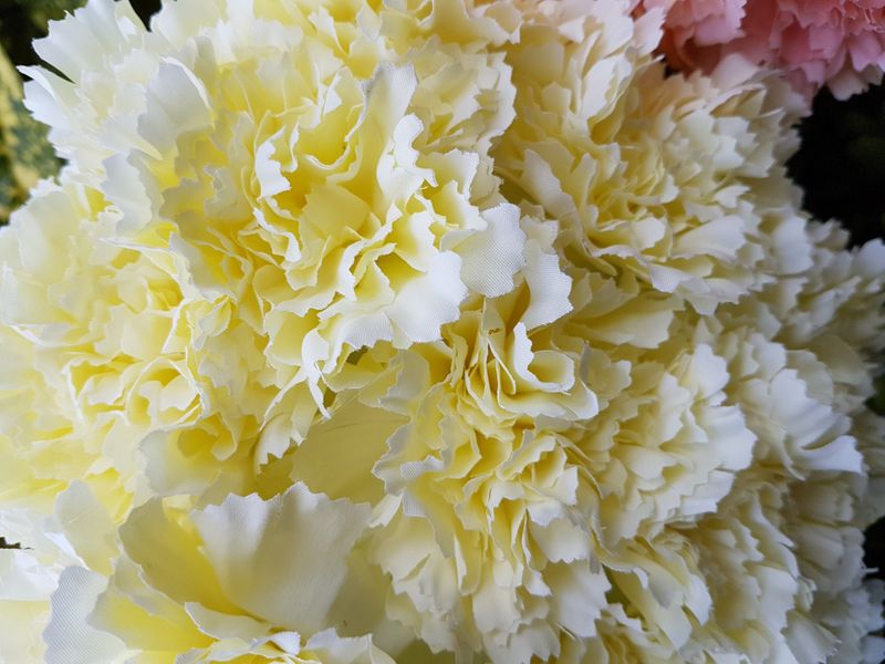 Cream Carnation