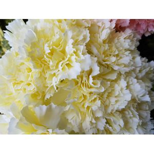Cream Carnation