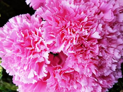 Pink Carnation