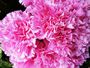 Pink Carnation