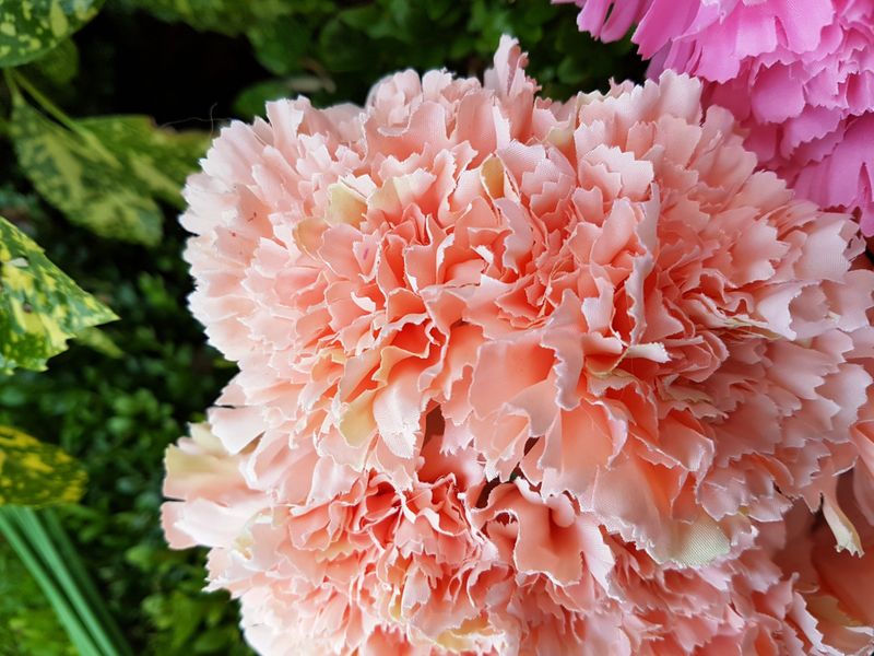 Peach Carnation