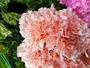 Peach Carnation