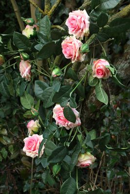 Luxury Pink Rose Garland