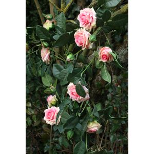 Luxury Pink Rose Garland