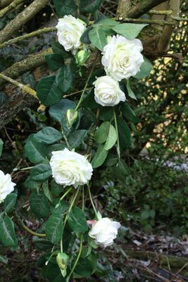 Luxury White Rose Garland