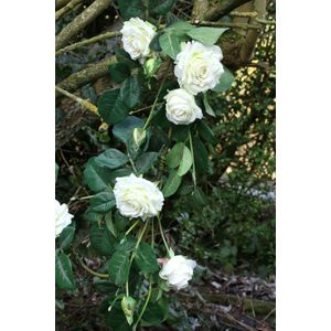 Luxury White Rose Garland