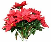 Red Poinsettia Bush