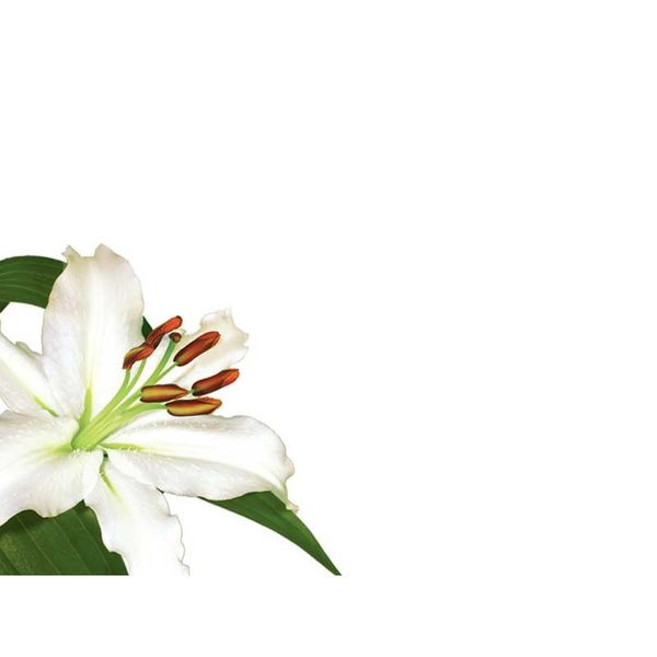 White Lily Greeting Cards (x50)