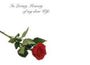 In Loving Memory of my Dear Wife - Large Sympathy Cards (x25)