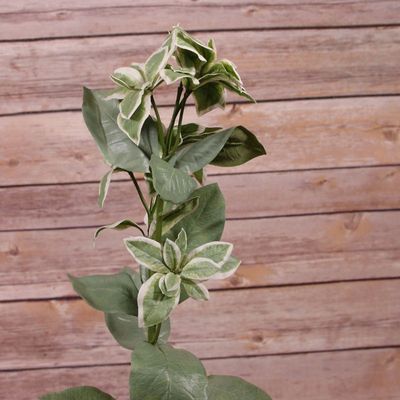 Euphorbia Marginata Spray