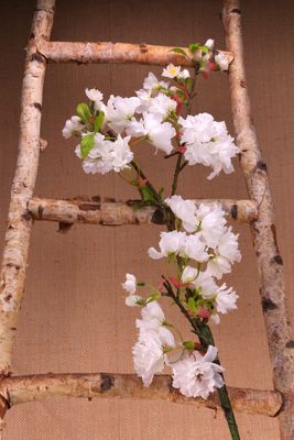 Apple Blossom