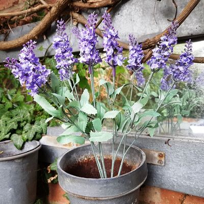 Flowering Lavender Bunch