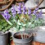 Flowering Lavender Bunch