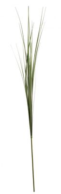 Green onion grass