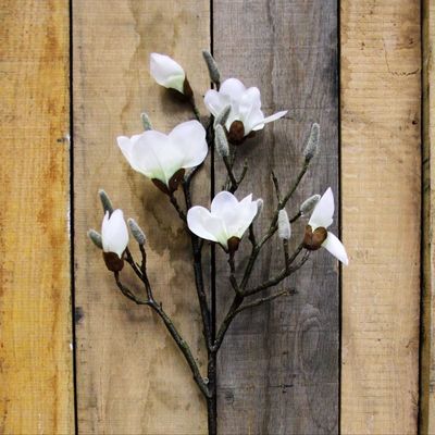 white magnolia