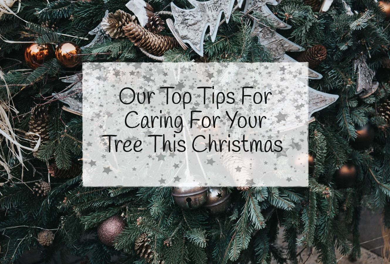 Christmas Tree Blog