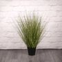 Festuca Grass Plant