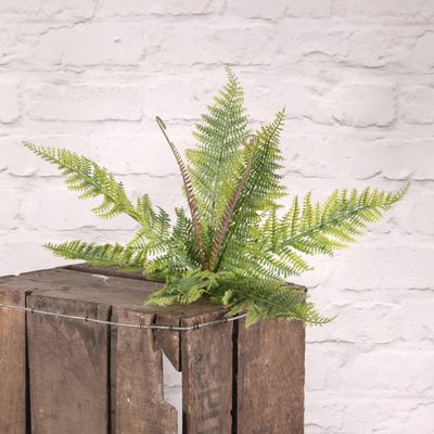 Boston Fern