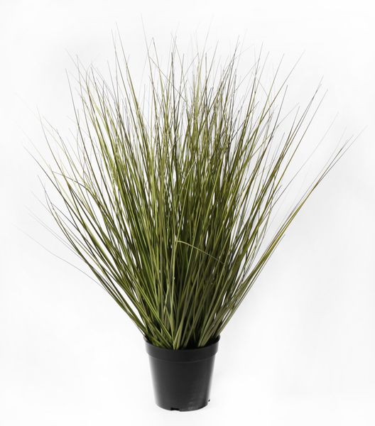 Festuca Grass Potted