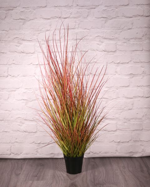 Potted Bronze Stipa Grass