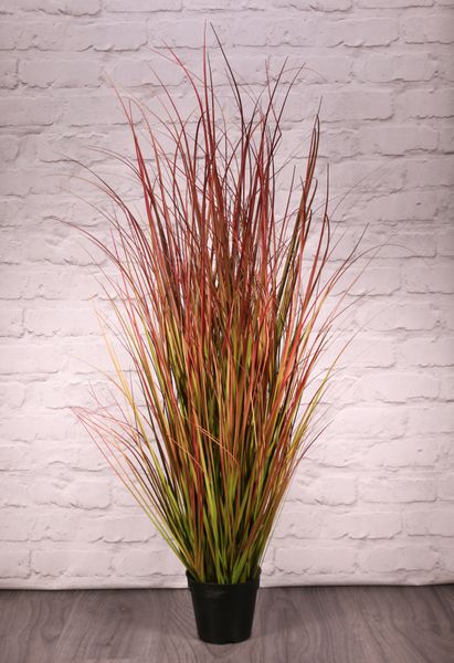 Potted Bronze Stipa Grass