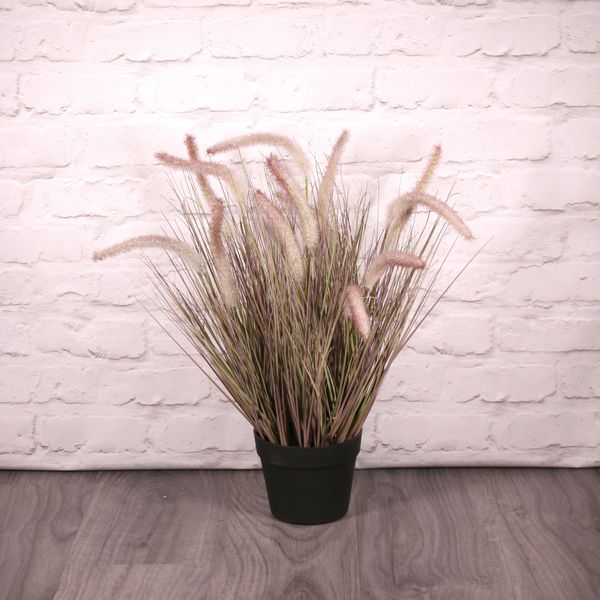 Potted Pennisetum Grass