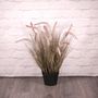 Potted Pennisetum Grass