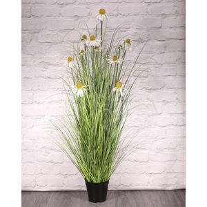 Wild Flower Plant Potted